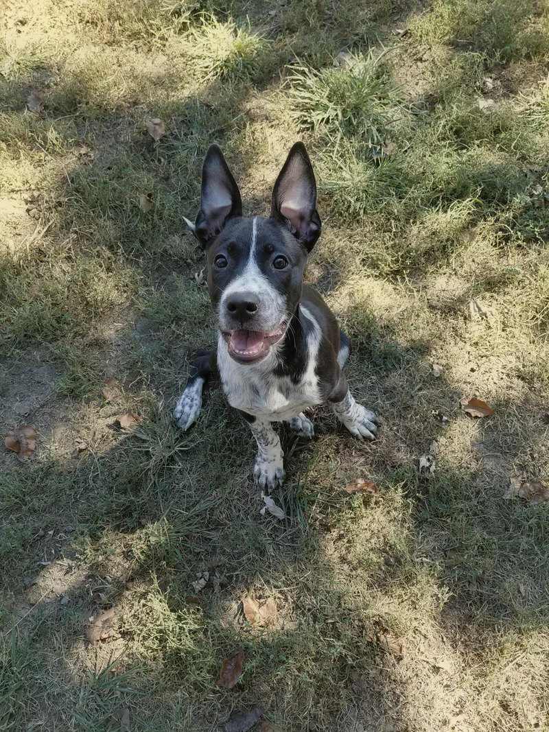 A young medium-sized male Australian Cattle Dog / Blue Heeler dog named Hank for adoption in Columbia, MO