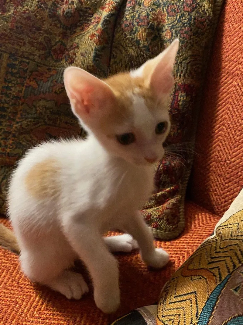 A baby medium-sized male Domestic Short Hair cat named Benjamin for adoption in Orlando, FL