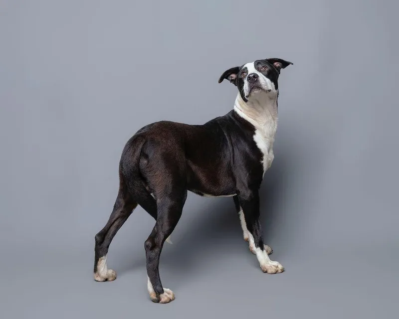 Coriander thumbnail 3