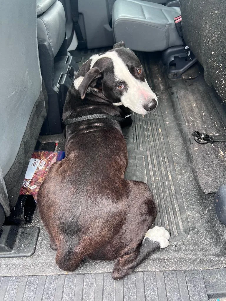 Coriander thumbnail 5