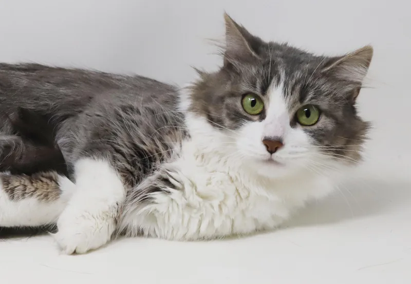 A young medium-sized female Tabby (Gray / Blue / Silver) Ragdoll cat named Solar and Lunar  for adoption in Bedford Hills, NY