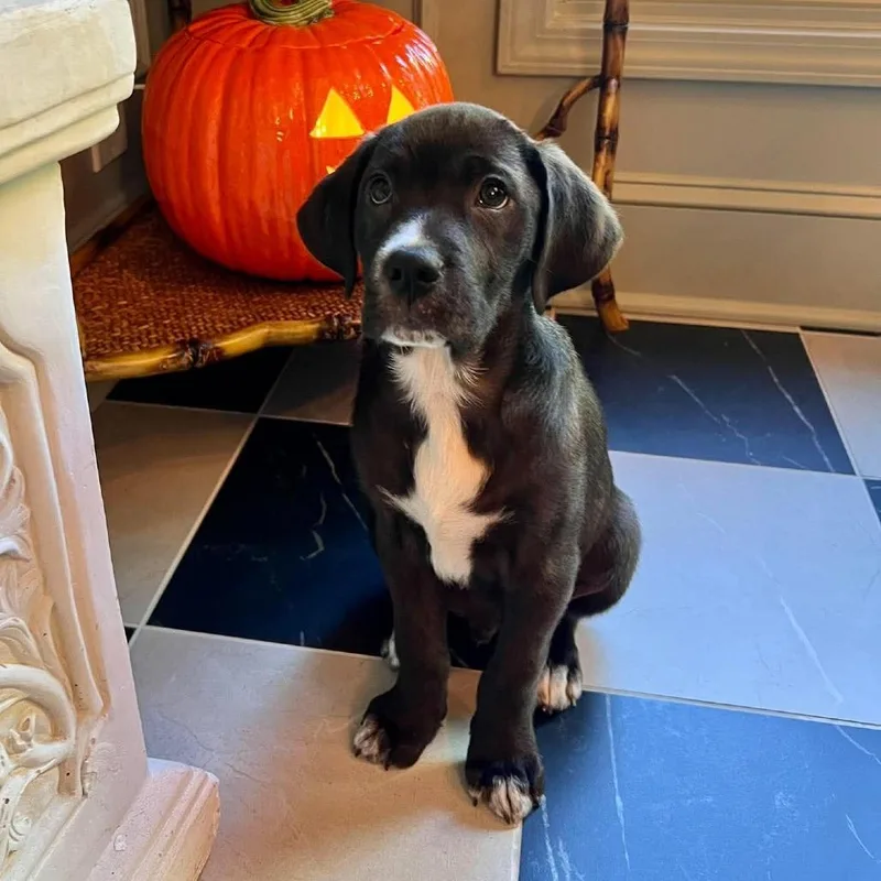 A baby medium-sized male Black Labrador Retriever dog named Cookie for adoption in Overland Park, KS