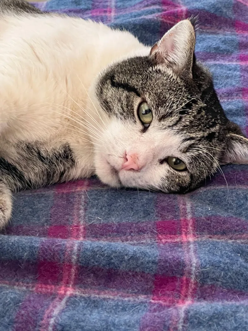 A young medium-sized male Tabby (Gray / Blue / Silver) Tabby cat named Buddy for adoption in Los Angeles, CA