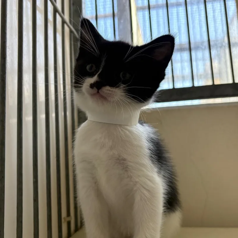 A baby small-sized female Black Domestic Short Hair cat named Daisy for adoption in Santa Barbara, CA