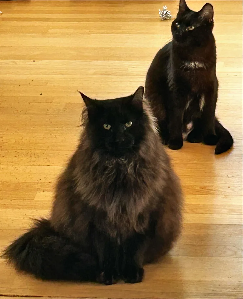 Kleo And Leo thumbnail 2