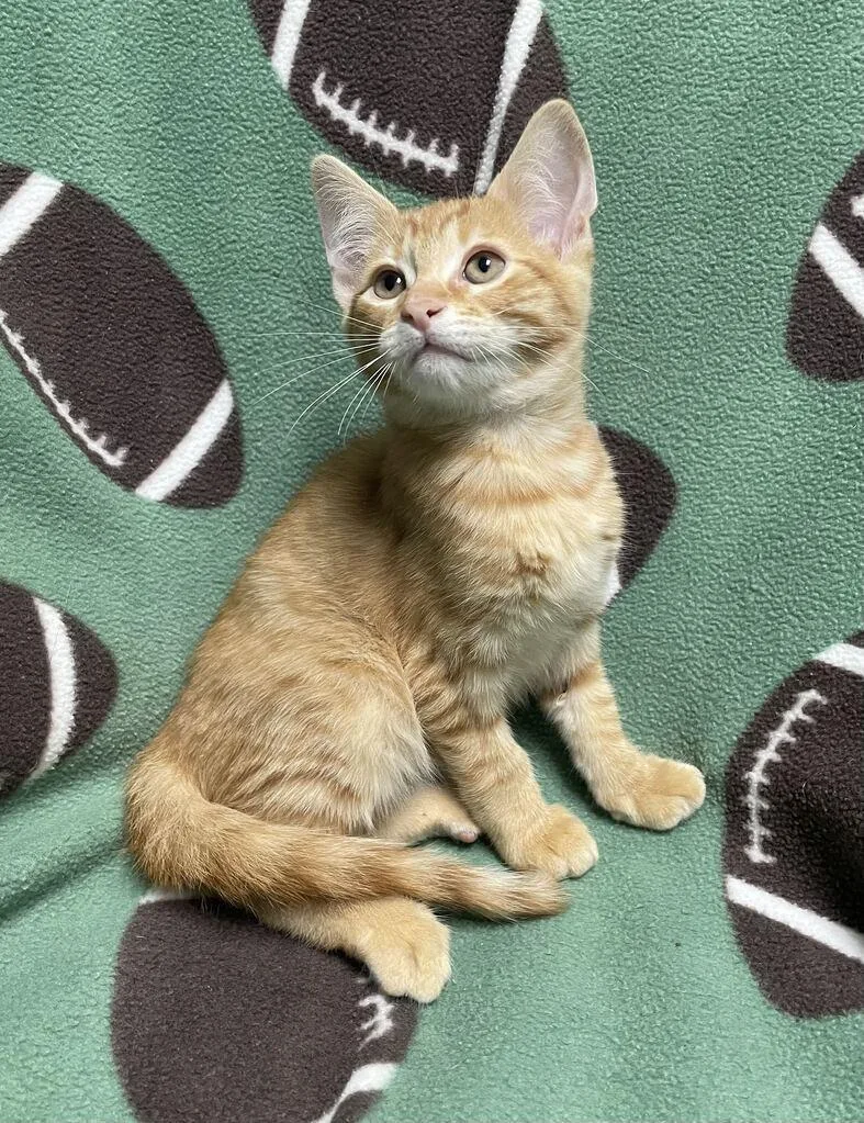 A baby small-sized male Domestic Short Hair cat named Milton for adoption in Jackson, MI