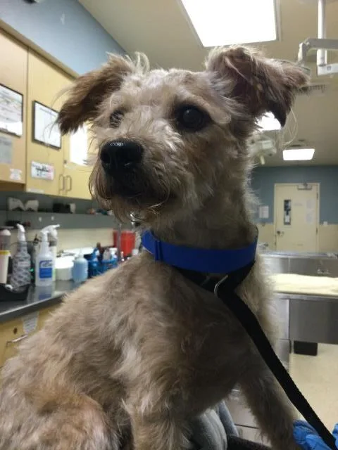 An adult small-sized male Terrier dog named Doug for adoption in Riverside, CA