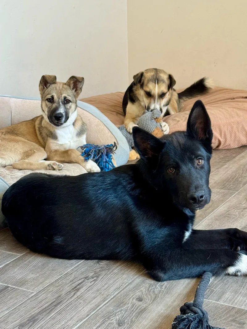 A baby medium-sized male Australian Kelpie dog named Billie for adoption in Tucson, AZ