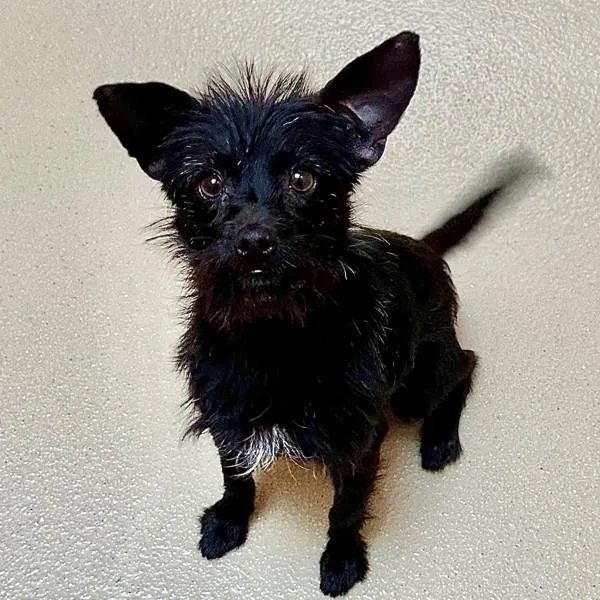 A young small-sized male Terrier dog named Frank Sinatra for adoption in Walnut Creek, CA