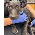 A baby small-sized female Terrier dog named Olga for adoption in Tampa, FL