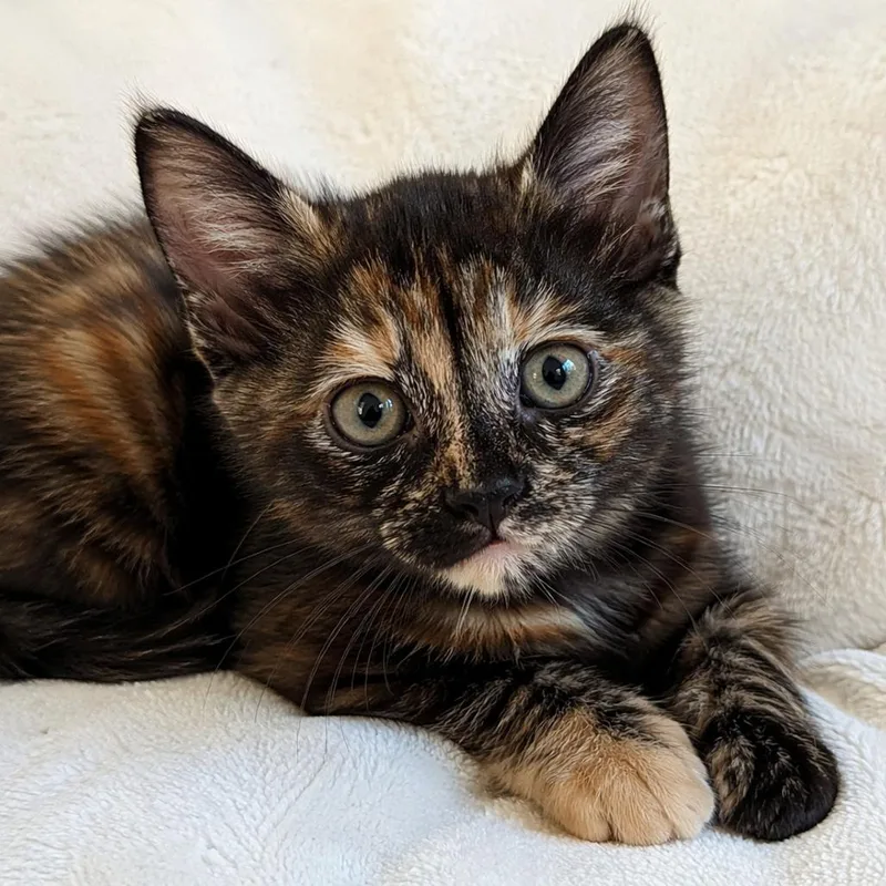 A baby small-sized female Tortoiseshell Domestic Short Hair cat named Bean for adoption in Missouri City, TX