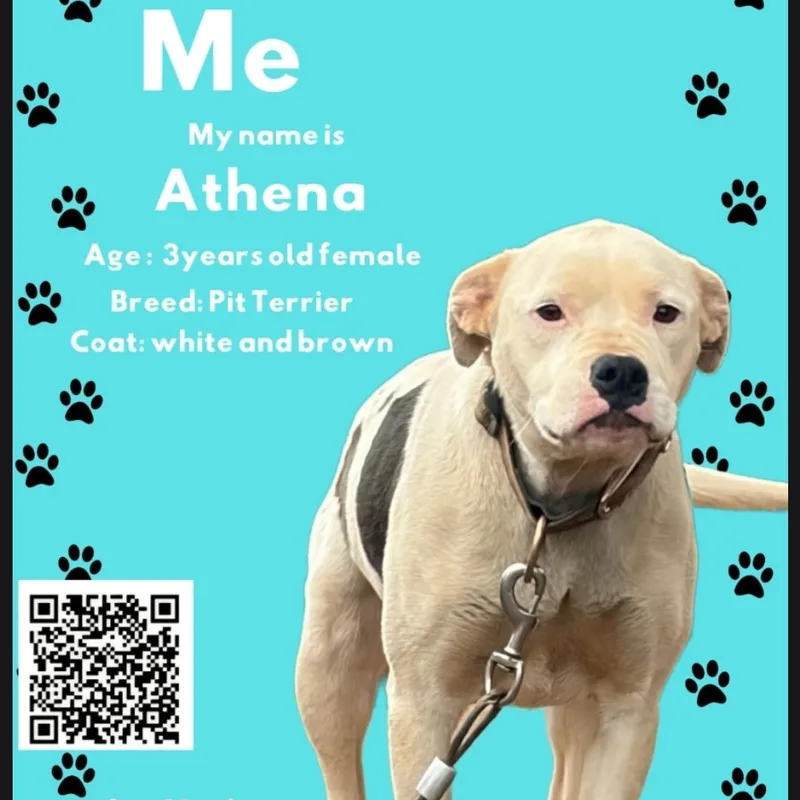 An adult extra large-sized female Black Pit Bull Terrier dog named Athena for adoption in Maryville, TN