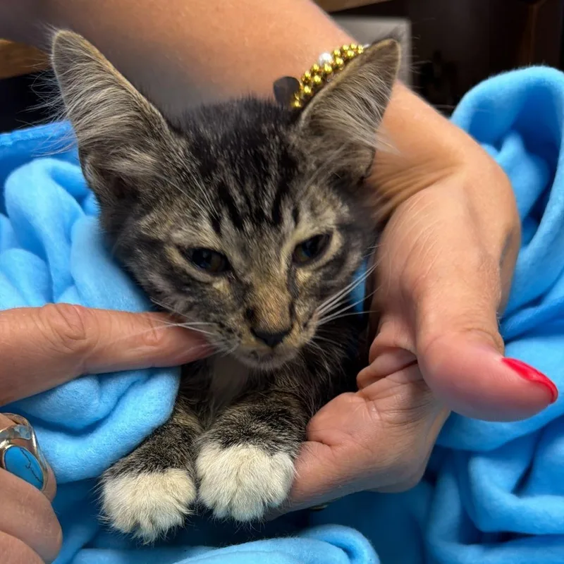 A baby small-sized male Brown / Chocolate Domestic Short Hair cat named Chance for adoption in Beaumont, TX