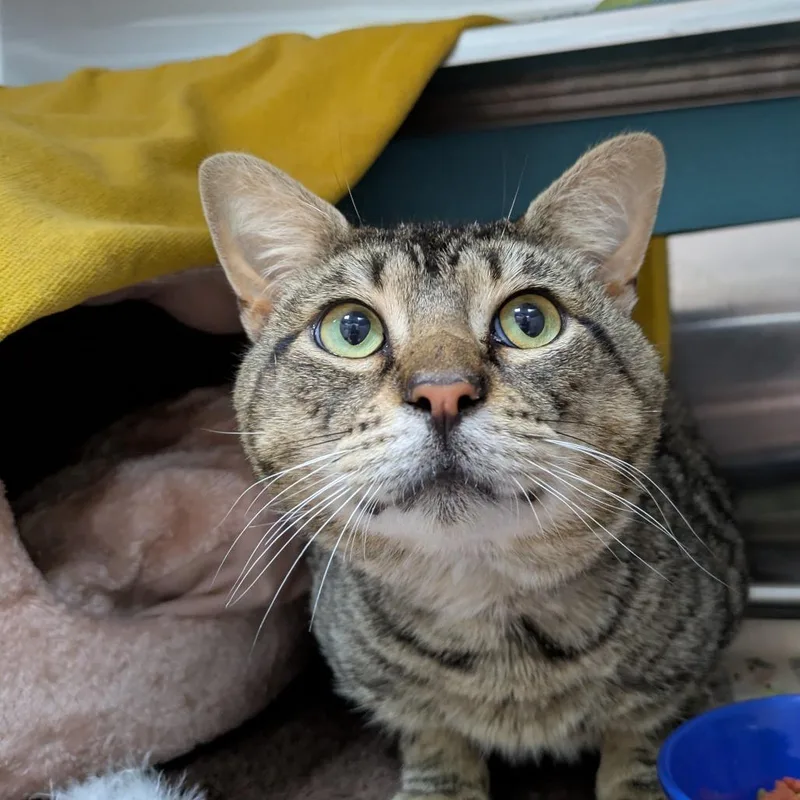 An adult large-sized male Brown / Chocolate Domestic Short Hair cat named Teddy for adoption in South Burlington, VT