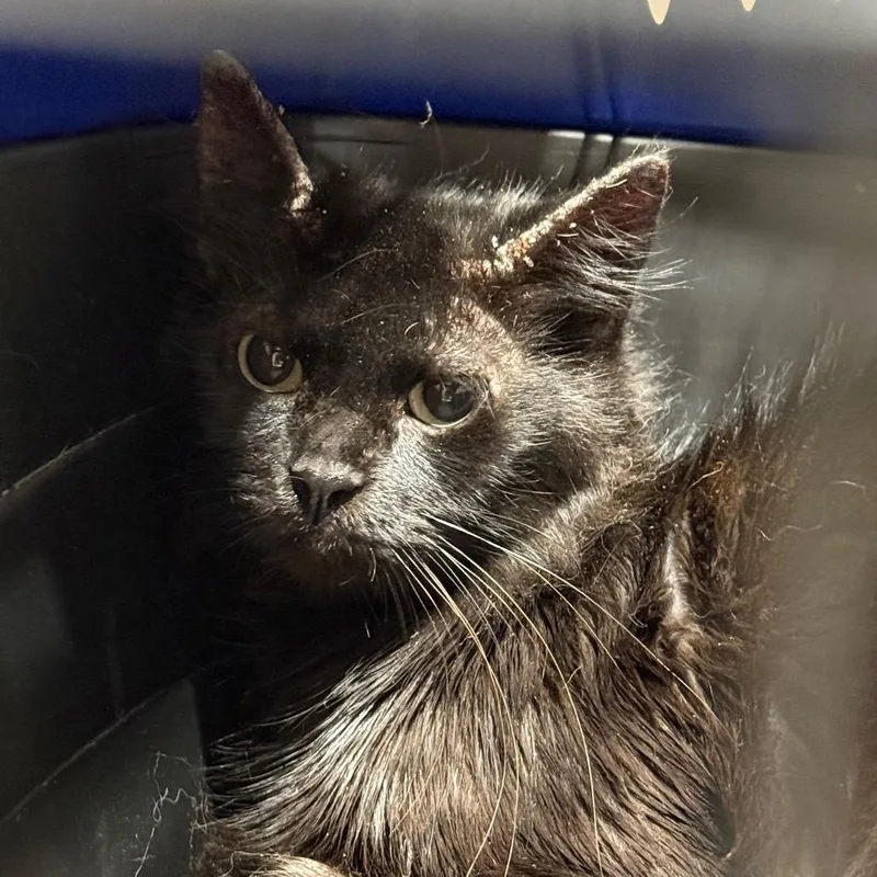 An adult medium-sized female Domestic Medium Hair cat named SASStray for adoption in Milton, FL