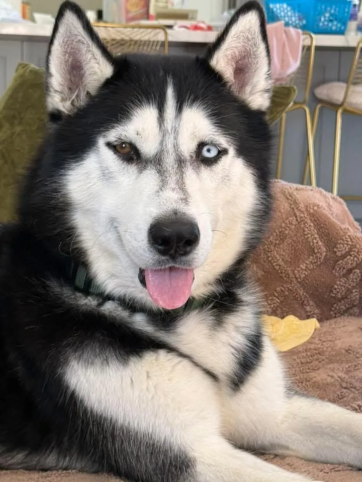 A young medium-sized male Siberian Husky dog named Rory for adoption in torrance, CA