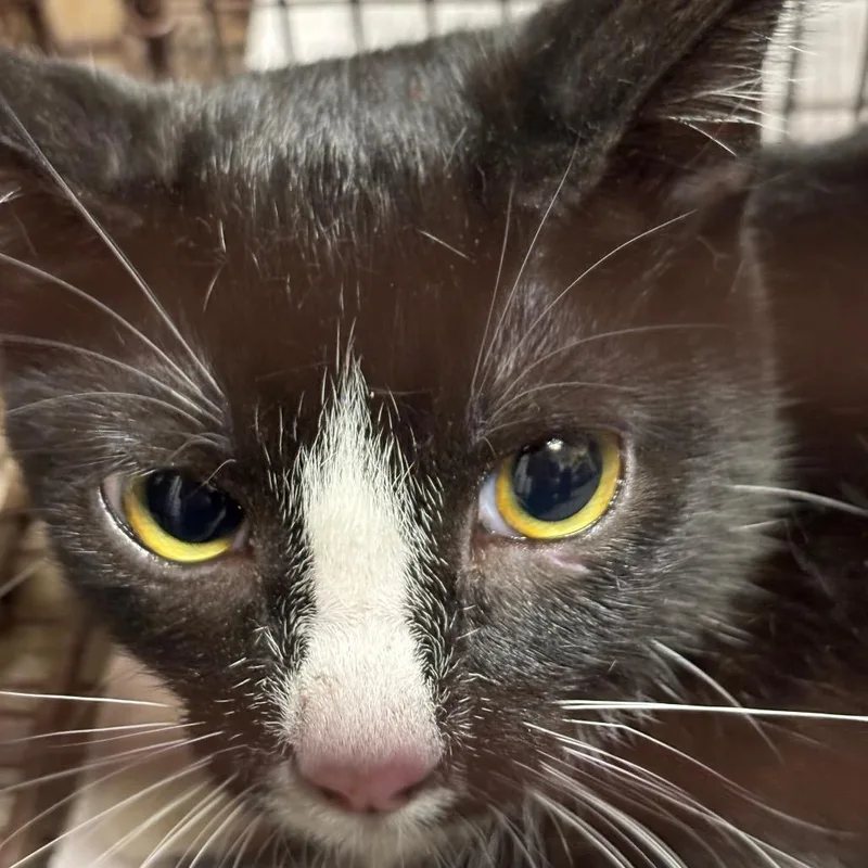 An adult medium-sized female Black Domestic Short Hair cat named Miffy for adoption in Yuma, AZ