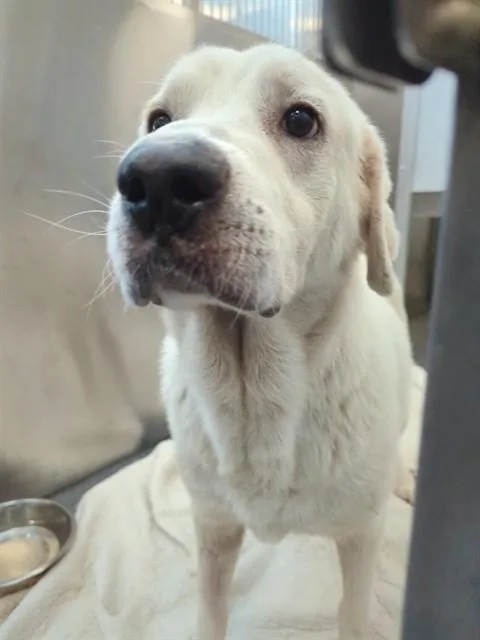 An adult extra large-sized male Mixed Breed dog named Zeus for adoption in Dallas, TX