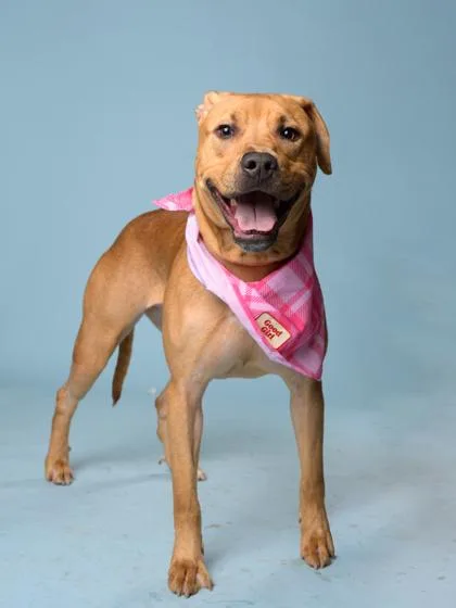 An adult medium-sized female Mixed Breed dog named Chestnut for adoption in Atlanta, GA