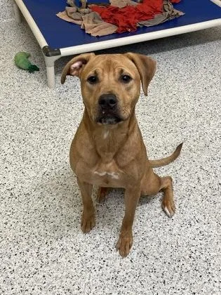 Chestnut thumbnail 2