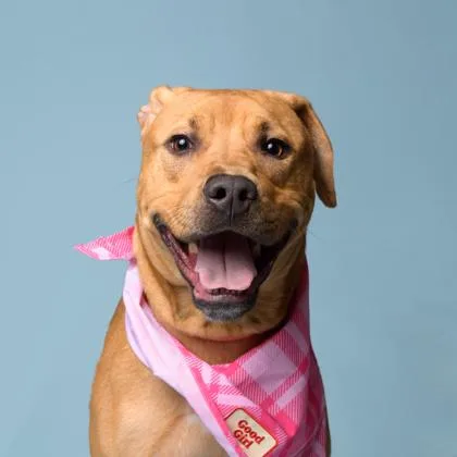 Chestnut thumbnail 3