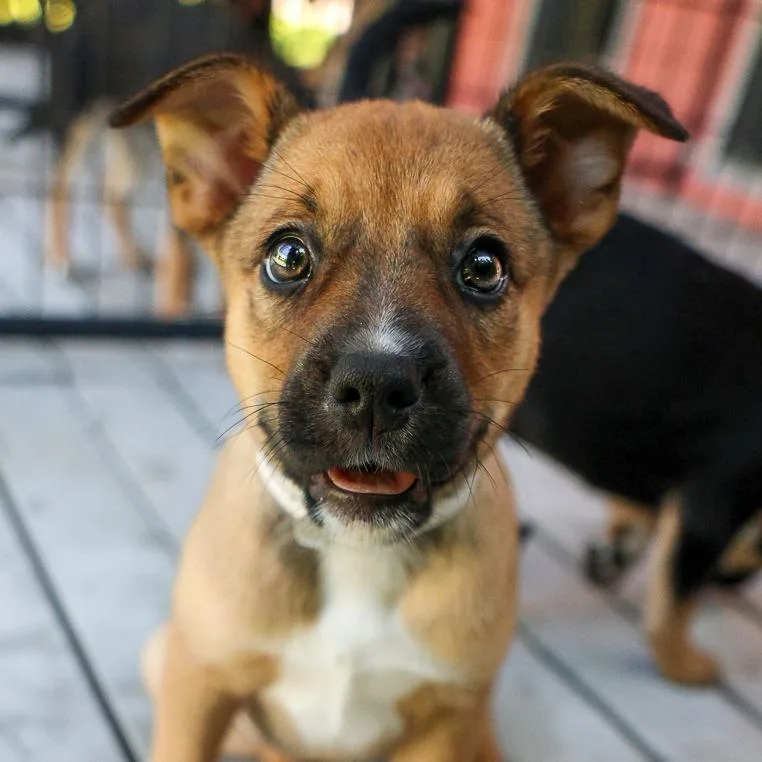 A baby medium-sized female Brown / Chocolate Australian Cattle Dog / Blue Heeler dog named Jacinda for adoption in Bradenton, FL