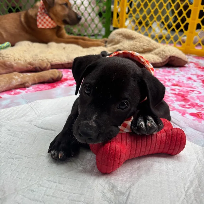A baby small-sized male Black American Staffordshire Terrier dog named Ragnar for adoption in Cedar Creek, TX