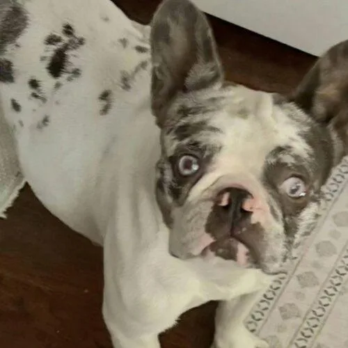 A young small-sized female Merle (Blue) French Bulldog dog named Princessa for adoption in San Juan Capistrano, CA