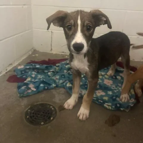 A young small-sized male Yellow / Tan / Blond / Fawn Black Labrador Retriever dog named Dierks for adoption in Enterprise, AL