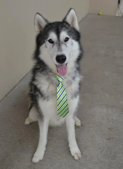An adult large-sized male Alaskan Malamute dog named Lobo for adoption in McKinney, TX
