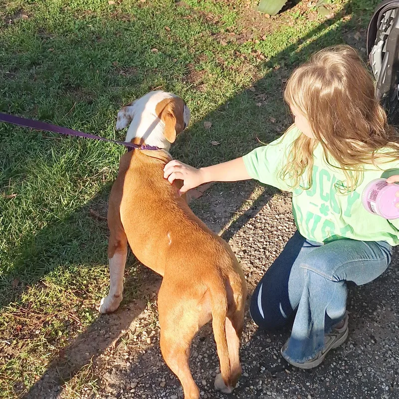 A young medium-sized female Boxer dog named MeeMaw for adoption in Mobile , AL