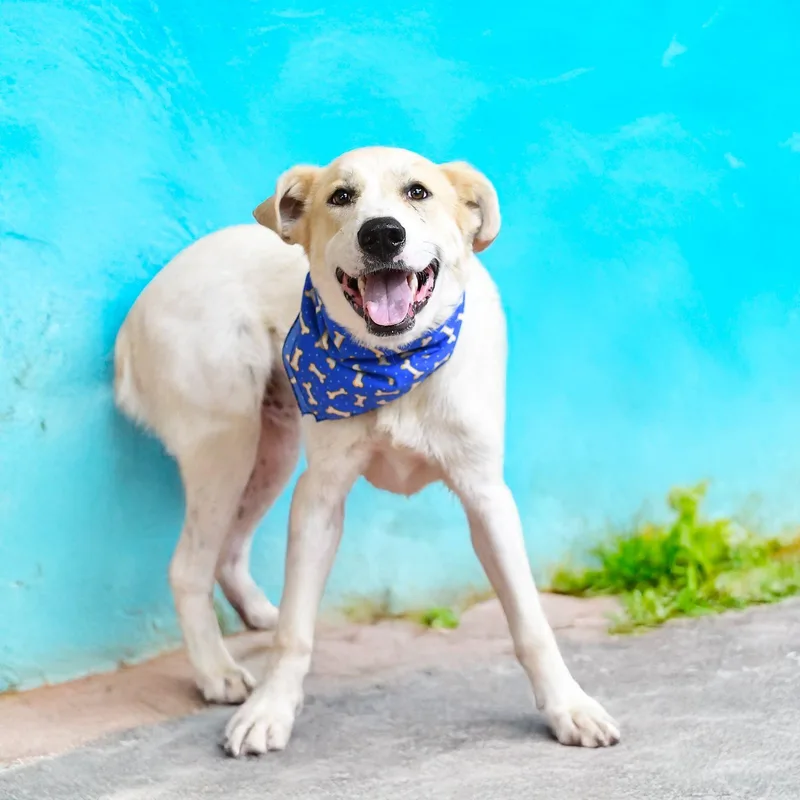 Wylie thumbnail 2