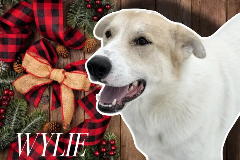 Wylie thumbnail 5