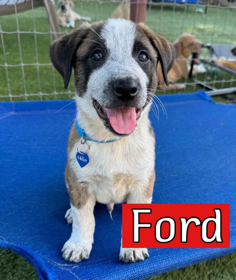A baby medium-sized male Australian Shepherd dog named Ford for adoption in Keller, TX