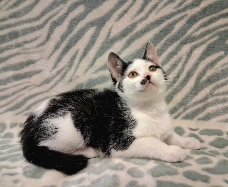 A baby small-sized female Domestic Short Hair cat named Brownie for adoption in Wintersville, OH