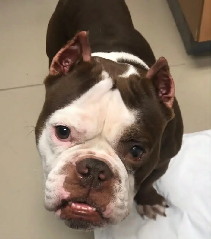 An adult large-sized male English Bulldog dog named Big Boi for adoption in Johnson City, TN