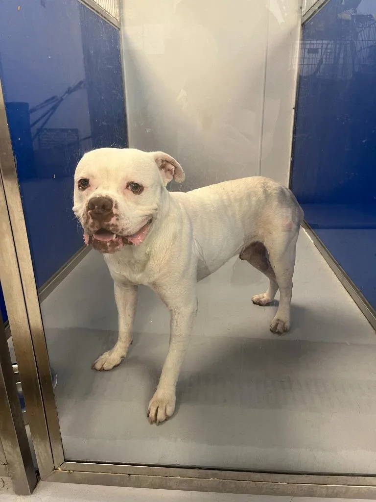 A young large-sized male Pit Bull Terrier dog named Crowley for adoption in New Kensington, PA
