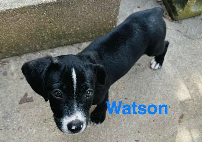 Watson thumbnail 2