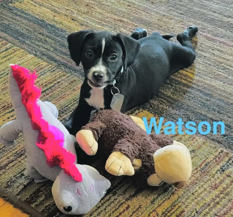 Watson thumbnail 4