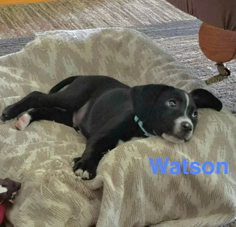 Watson thumbnail 5