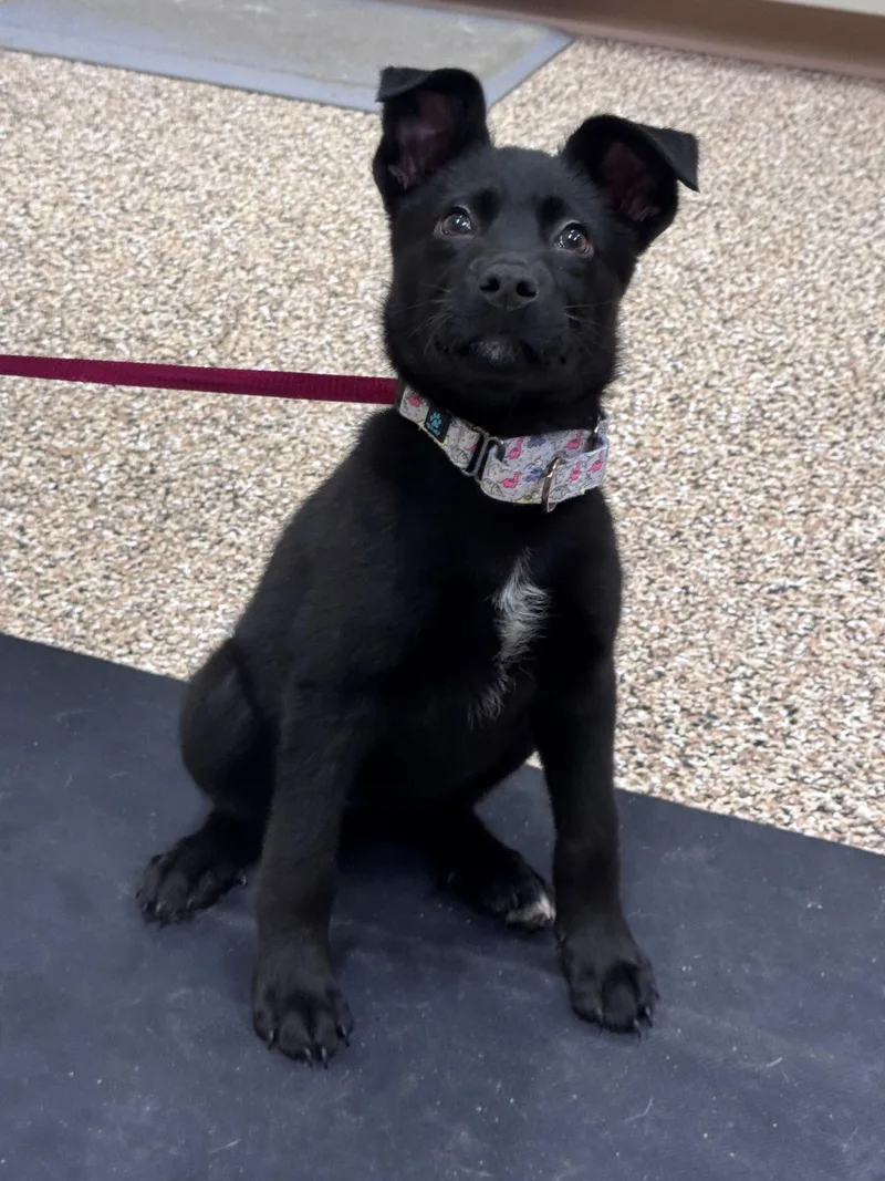 A baby large-sized female Black Mixed Breed dog named Baylor for adoption in Hackensack, MN
