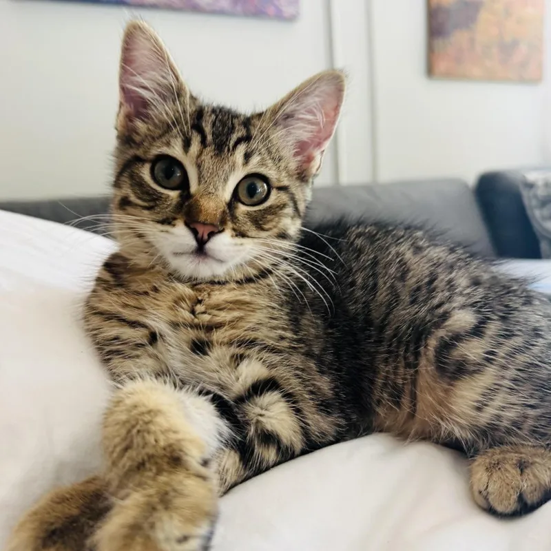 A baby small-sized male Brown / Chocolate Domestic Short Hair cat named Pretzel and Potato Chip for adoption in Fort Worth, TX