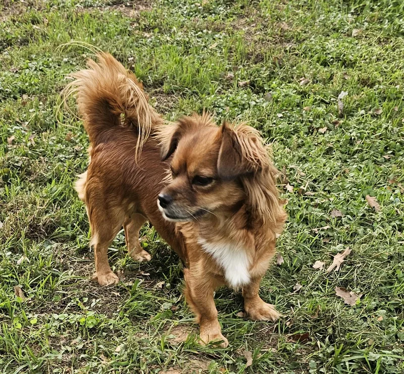 An adult small-sized female Red / Chestnut / Orange Chiweenie dog named Birdy for adoption in Dallas, TX