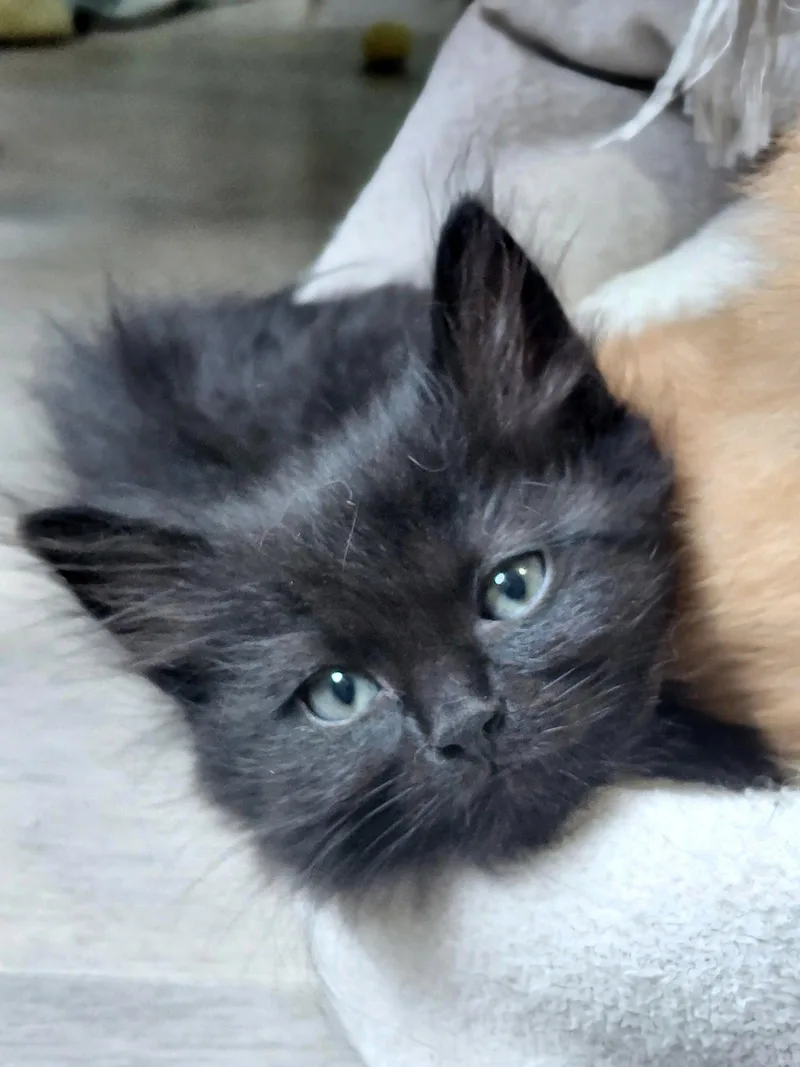 A baby medium-sized male Domestic Short Hair cat named Raj for adoption in Montello, WI