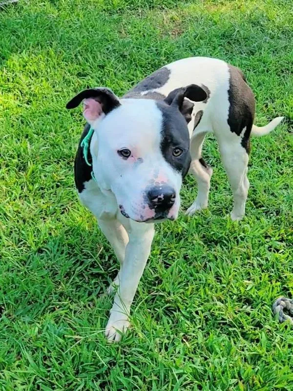 An adult medium-sized male Pit Bull Terrier dog named Jersey for adoption in Millersville, MD