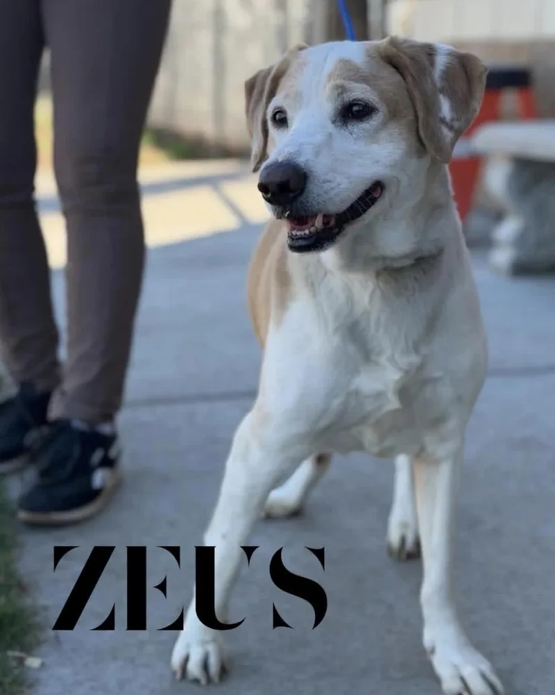 A senior medium-sized male Golden Retriever dog named Zeus for adoption in Powell Butte, OR