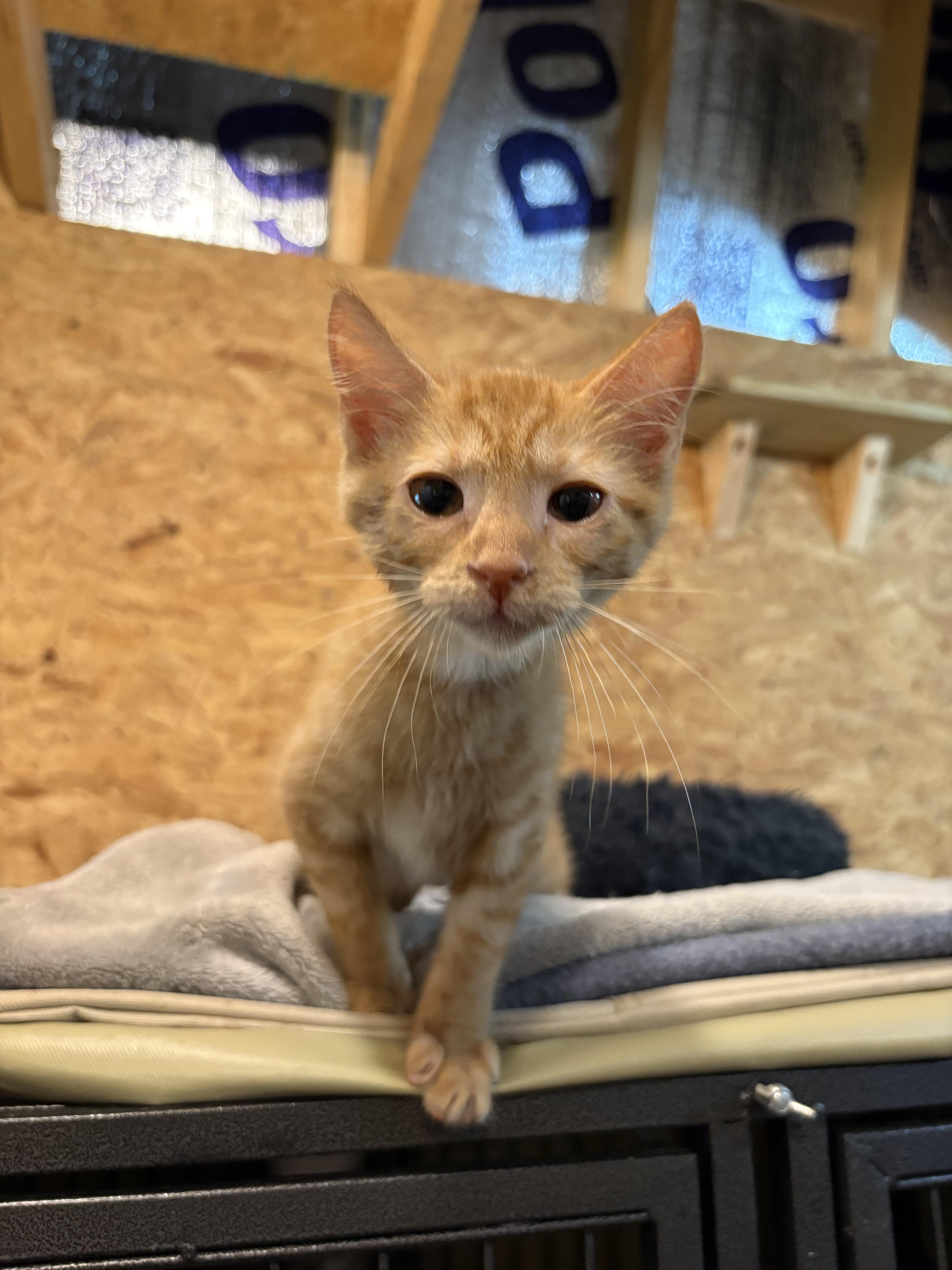 A baby small-sized male Domestic Short Hair cat named Gilligan for adoption in Sneads Ferry, NC