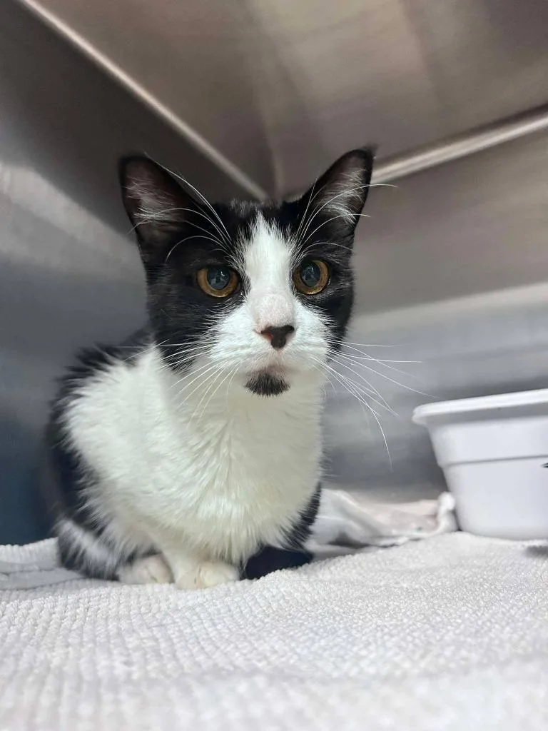 A senior small-sized female Domestic Short Hair cat named Smooth Operator for adoption in Sebastian, FL
