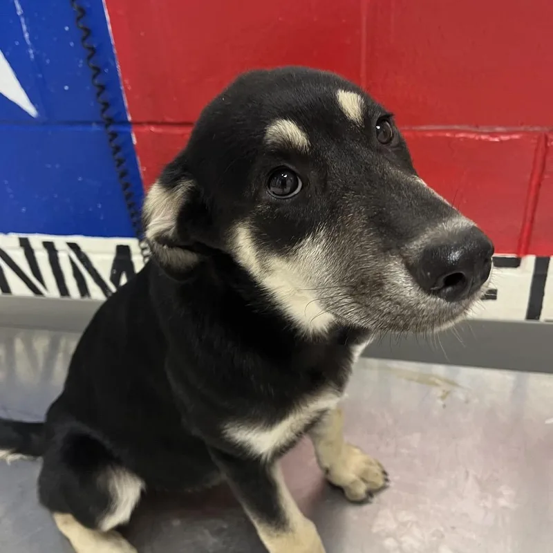 A baby medium-sized female Black Mixed Breed dog named Cassie for adoption in Lufkin, TX