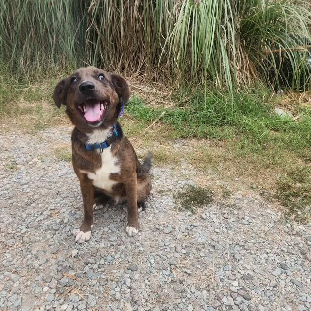A young medium-sized male Brown / Chocolate Catahoula Leopard Dog dog named Redford for adoption in Manhasset, NY